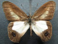 Adult Male Upper of Pied Ringlet - Hypocysta angustata angustata